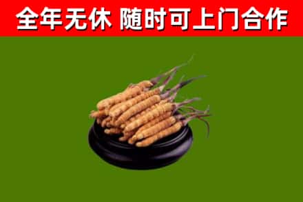 天等县烟酒回收冬虫夏草.jpg